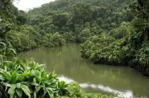 Cocina de Honduras: una sabrosa fusión de tradiciones, ingredientes y cultura 16 Curiosidades de Honduras